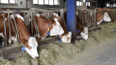Bitlis'te şarbon vakası: Bazı bölgeler karantinada