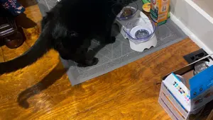 ABD’de en az 71 kişiyi öldüren kasırgada hayatta kaldı: Kedi Madix, 9 gün sonra enkazdan sağ çıktı