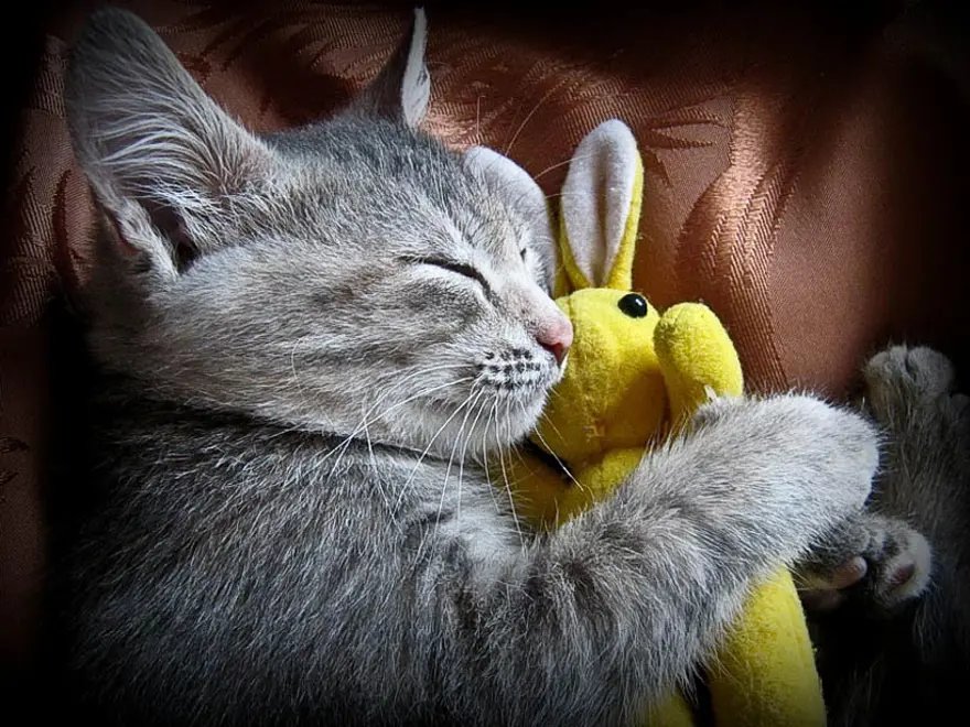 İnternetin yeni fenomenleri 60