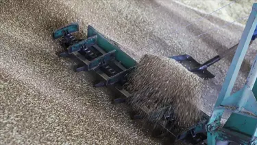 Kuraklık AB tahıl üretiminde sert düşüşe yol açtı