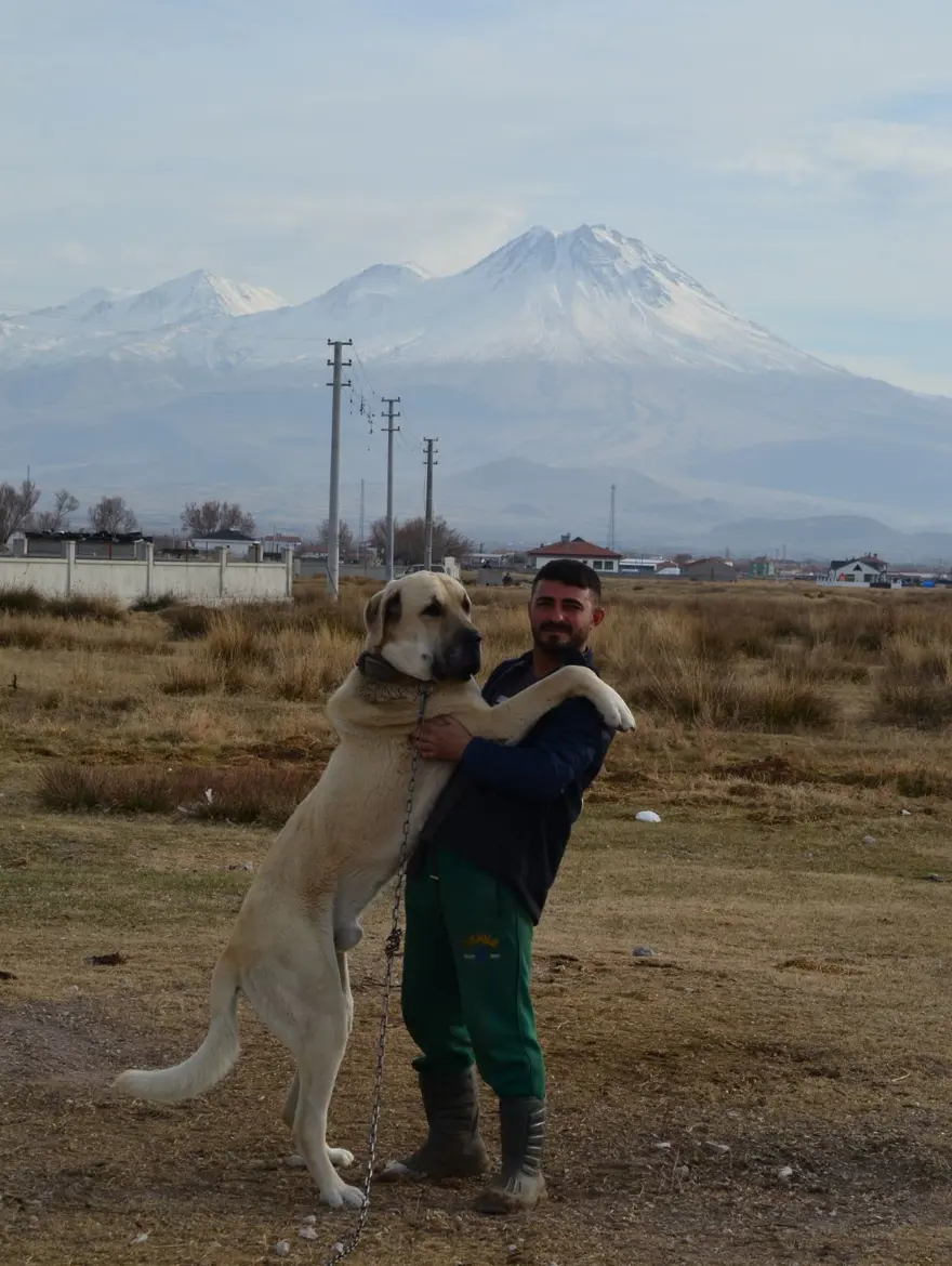 'Aksaray malaklısı' almak isteyenlere, 6 ay sonrası için gün veriliyor 8 'Aksaray malaklısı' almak isteyenlere, 6 ay sonrası için gün veriliyor 8