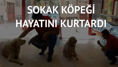 Hayatını kurtaran sokak köpeği ‘can dostu’ oldu