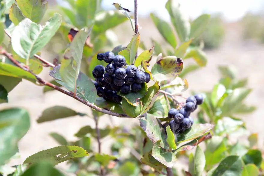 Antioksidandeğeri 4 kat fazla, faydaları saymakla bitmiyor! Polonya’da yetişiyordu artıkTürkiye’de: Süper meyvenin kilosu 250 lira 
