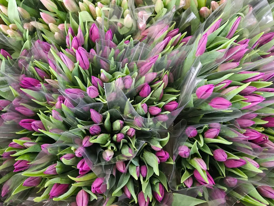 ''SARI VE BEYAZ RENK DAHA ÇOK TERCİH EDİLİYOR'' 4 ''SARI VE BEYAZ RENK DAHA ÇOK TERCİH EDİLİYOR'' 4