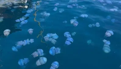 40 kilograma kadar ulaşabiliyorlar: "Sakın temas etmeyin"