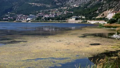 Eğirdir Gölü'nde korkutan görüntü: Battaniye gibi kapladı, çok tehlikeli!