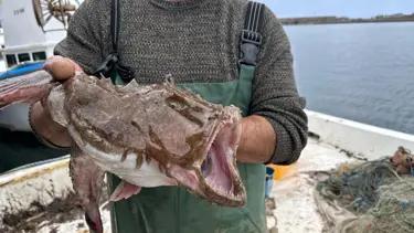 Karadeniz'de nadir görülüyorlardı, Kastamonu'da ağa takıldılar