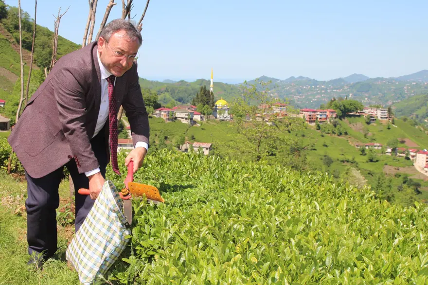 Afrikalı işçiler bu yıl da çay hasadında 7
