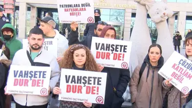 Ankara'da sokak köpeklerinin toplanmasına tepki