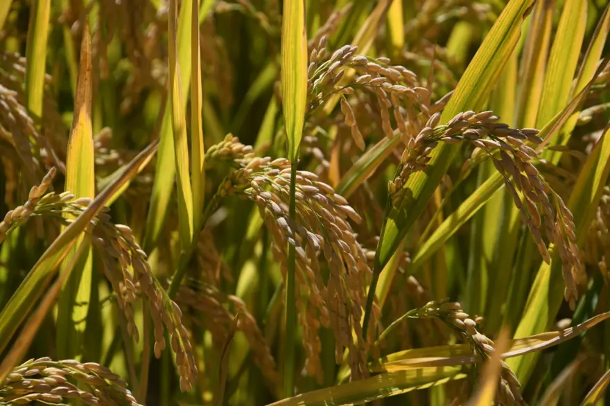 Rekolte yüzde 40 oranında düştü: İlçede hasadı sürüyor 4 Rekolte yüzde 40 oranında düştü: İlçede hasadı sürüyor 4