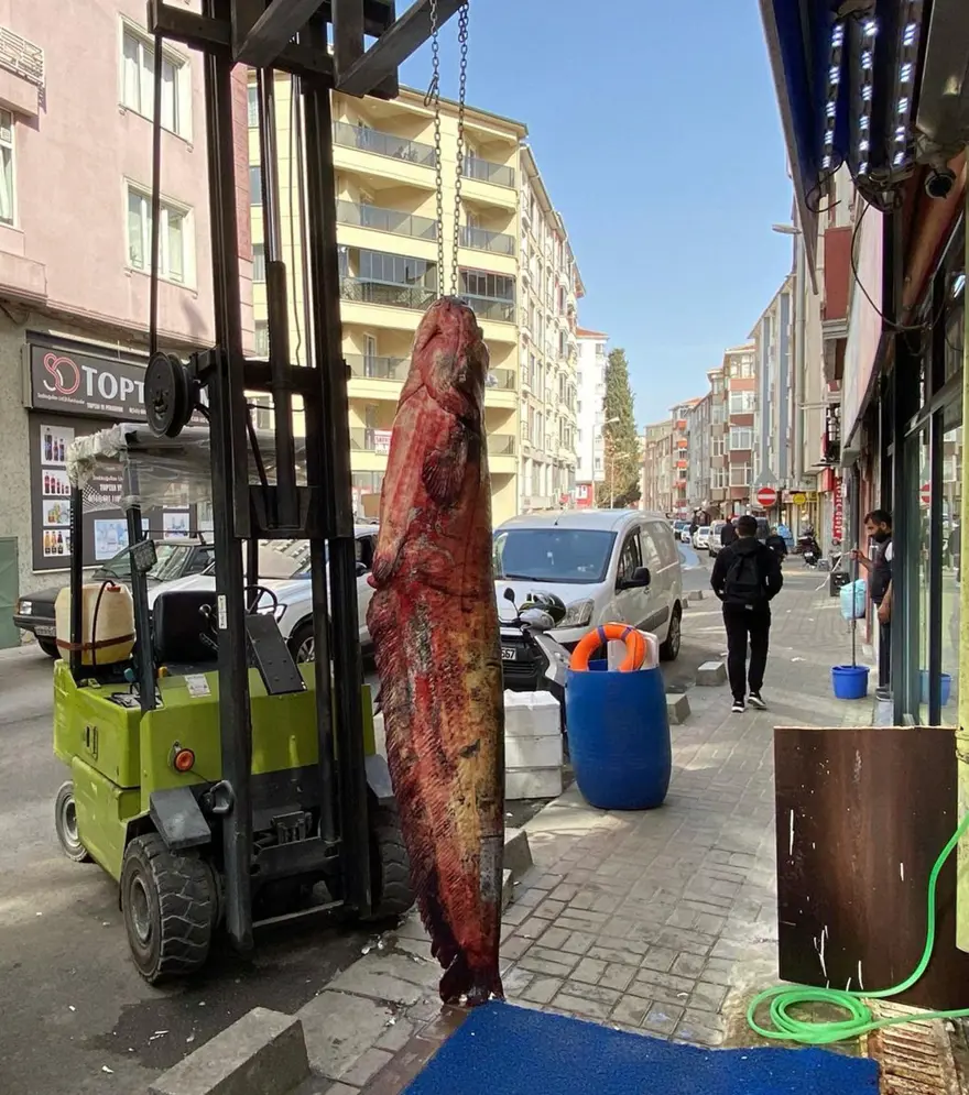 Meriç Nehri’nde yakalandı, tam 3 metre: Kilosu 450 liradan satışta 2