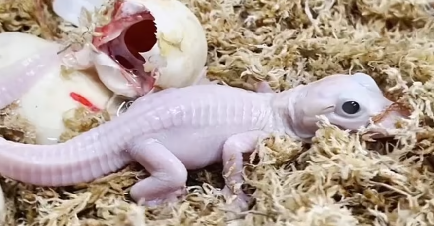 Dünyanın ''en nadir timsahı'' doğdu: Mavi gözlü ve beyaz derili 3