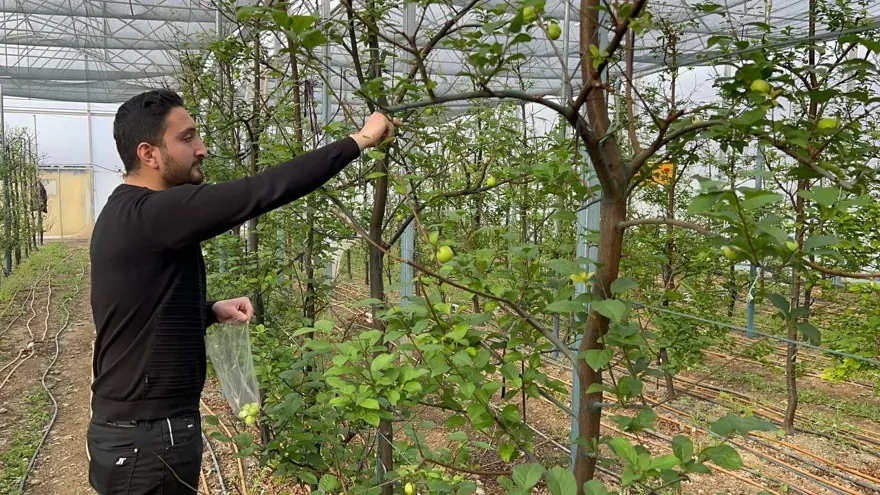 Arap şeyhlerine kilosu 2 bin liradan erik 1 Arap şeyhlerine kilosu 2 bin liradan erik 1