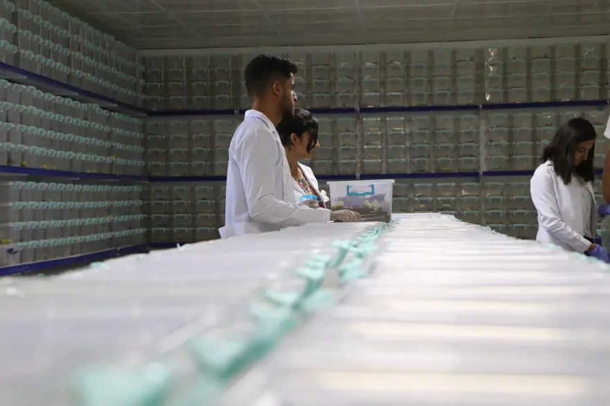 Şanlıurfa'da akrep çiftliği: Zehrinin litresi 10 milyon dolar 9 Şanlıurfa'da akrep çiftliği: Zehrinin litresi 10 milyon dolar 9