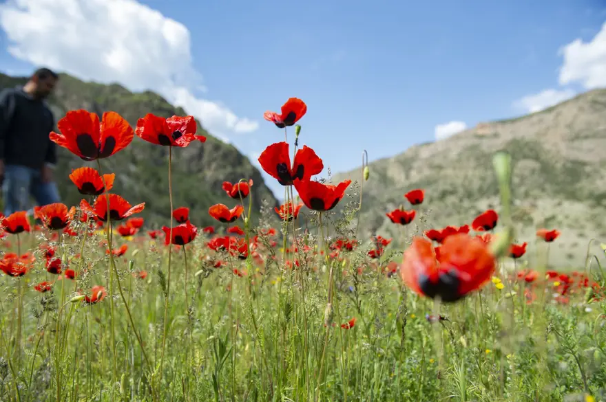 Erzurum'un ilçeleri ilkbahar güzelliğiyle fotoğraf tutkunlarını ağırlıyor 2
