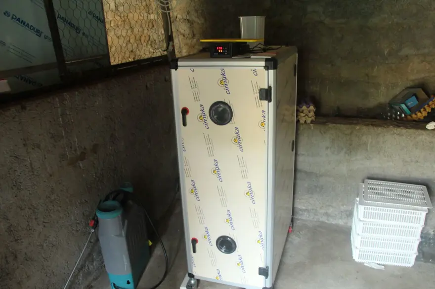 Çiftliği evine taşıdı, 8 kişilik ailesine bakıyor: Haftada 25-30 civciv üretiyor 4 Çiftliği evine taşıdı, 8 kişilik ailesine bakıyor: Haftada 25-30 civciv üretiyor 4