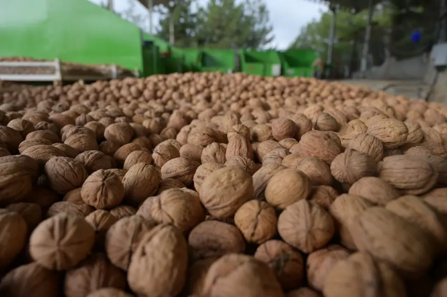 13 bin 225 hektar alanda yetişti: İlk hasat start aldı 3 13 bin 225 hektar alanda yetişti: İlk hasat start aldı 3