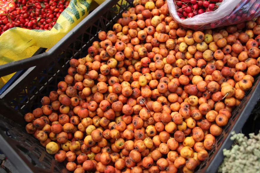 Dikenli ağaçtan tek tek zahmetle toplanıyor: Pazara indi, kilosu 100 TL'den ilgi görüyor 2 Dikenli ağaçtan tek tek zahmetle toplanıyor: Pazara indi, kilosu 100 TL'den ilgi görüyor 2