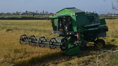 Türkiye'nin gözdesi, hasadı yüz güldürdü: Verimli ovalarda yetişiyor