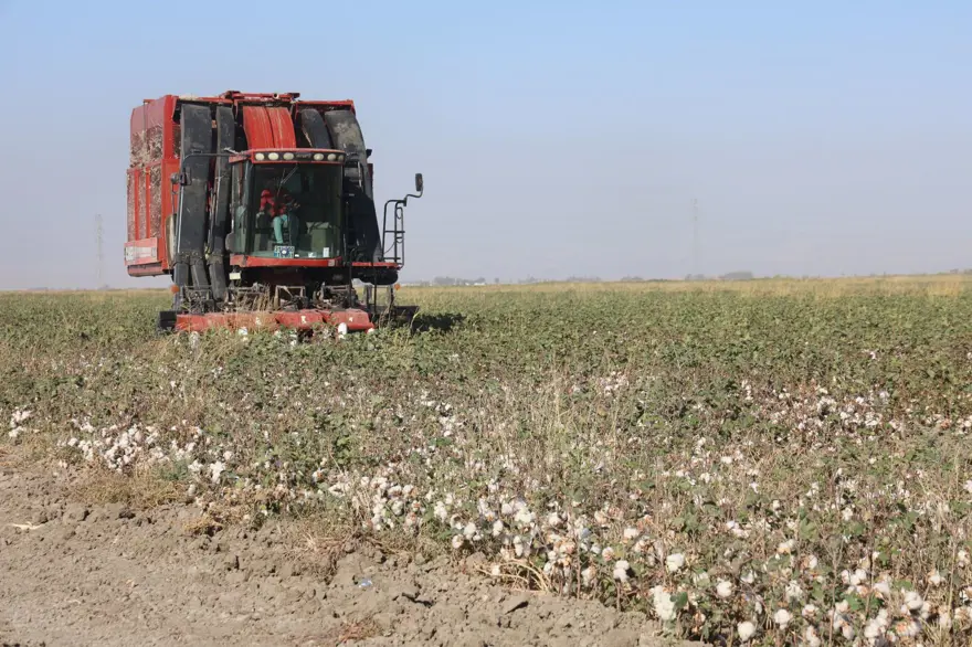 "Beyaz altın" da deniliyor: Bu yıl 140 bin ton rekolte bekleniyor 4 "Beyaz altın" da deniliyor: Bu yıl 140 bin ton rekolte bekleniyor 4