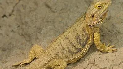 Sakallı ejder satışına 60 bin lira ceza