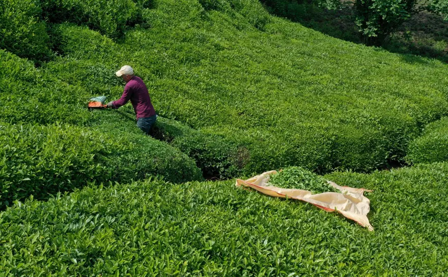 Trabzon Uluağaç Mahallesi'nde kadınlar 26 yıldır yük taşımıyor 2