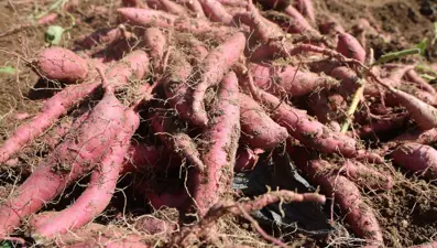 Kilosu 35 TL'ye satılıyor: Şifa deposu besinin hasadı başladı