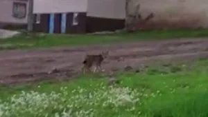 Nadir görülen vahşi vaşak yerleşim yerine indi Nadir görülen vahşi vaşak yerleşim yerine indi