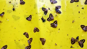 'Vampir kelebek' ile mücadele için yerli ilaç geliştirildi