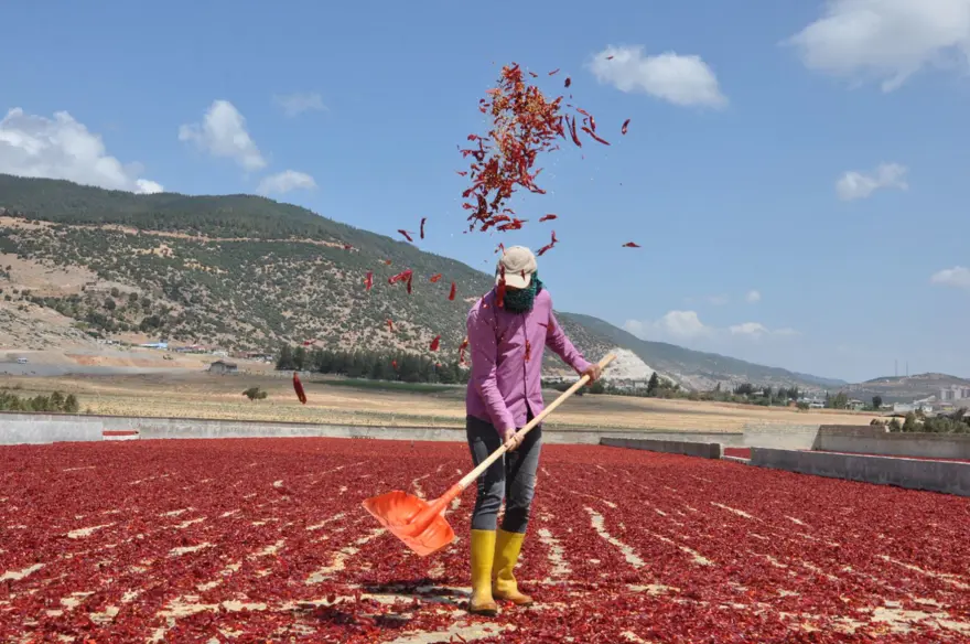''Kırmızı altın'' Gaziantep'ten 50 ülkeye satılıyor: Gurbetçilerin yaşadığı bölgelerde daha popüler 2