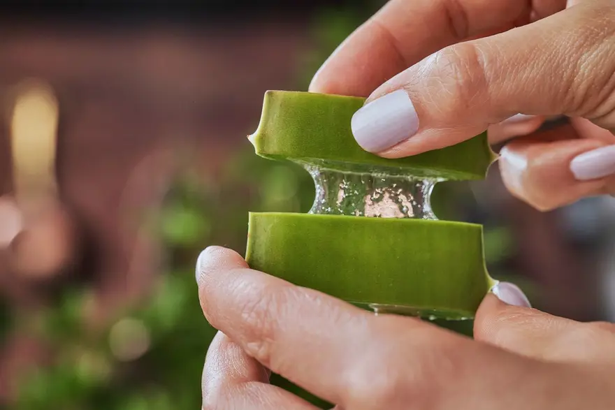 ALOE VERA KULLANIRKEN DİKKAT 6 ALOE VERA KULLANIRKEN DİKKAT 6
