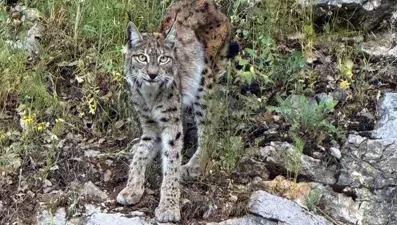 Hayvanat bahçesinden tepki çeken çağrı: Evcil hayvanlarınızı yırtıcılarımıza yem için bağışlayın