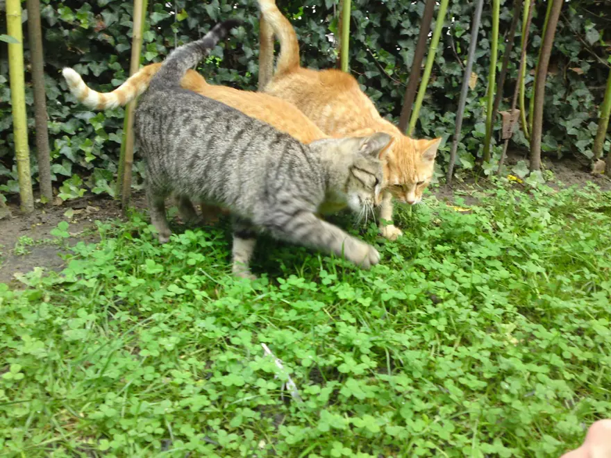 İnternetin yeni fenomenleri 100