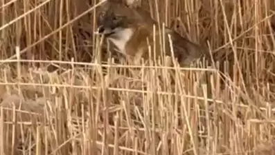 Sultan Sazlığı Milli Parkı’nda çakal görüntülendi