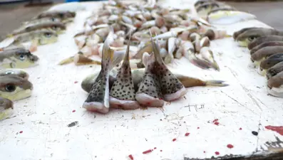 Balıkçılar balon balığının diğer türlerine de kuyruk parası istiyor