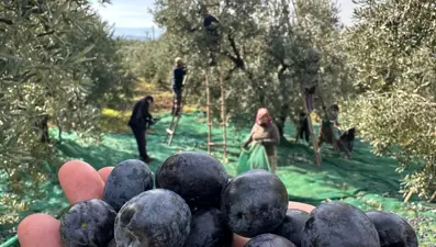 Bursa'da sofralık zeytin hasadı başladı: İsviçre'den talep var