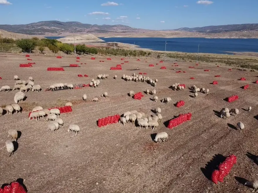 Tarlada fiyatı 8 lira: Hasadı başladı 2 Tarlada fiyatı 8 lira: Hasadı başladı 2