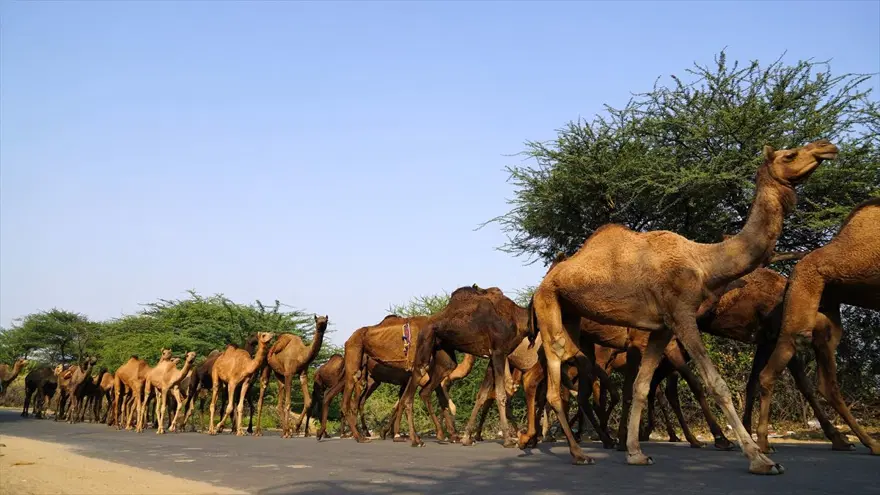 Hindistan'da Pushkar Deve Fuarı 1
