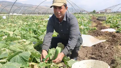 Amik Ovası'nda hasat başladı: Tarlada 15 TL'ye alıcı buluyor