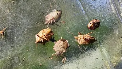 Çiftçileri panik sardı: Gördüğünüz yerde imha edin!