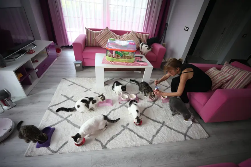 Obez kedi Cüce'ye özel diyet: 18 kedisini sokağa bırakmadı müstakil eve taşındı 