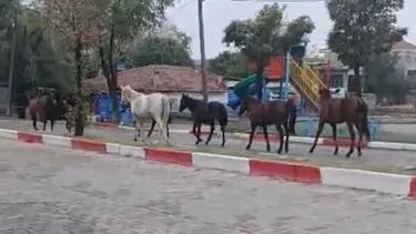 Tekirdağ'da başıboş atlar trafiği tehlikeye soktu