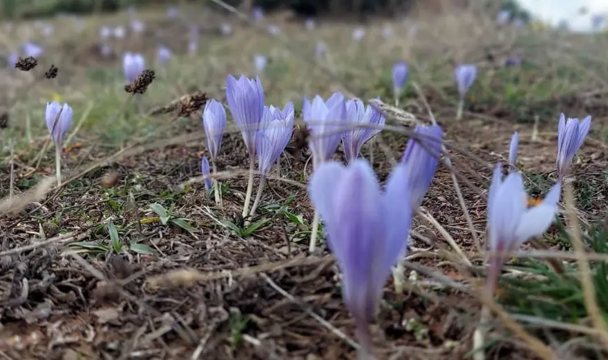 "Güz çiğdemi" olarak da biliniyor: İlçeye yaklaşık 15 kilometre uzaklıkta "Güz çiğdemi" olarak da biliniyor: İlçeye yaklaşık 15 kilometre uzaklıkta