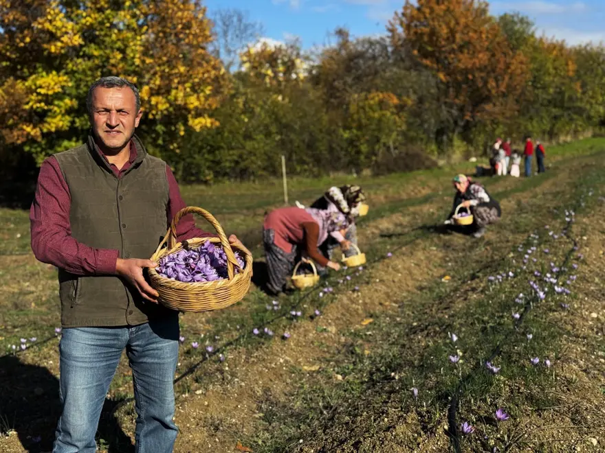 Dünyanın en pahalısı: Toplanıp tek tek ayıklanıyor, 1 kilosu 600 bin TL 3