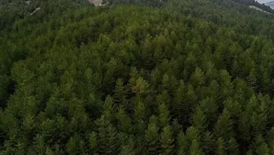 Şırnak'ta ormanlara giriş yasaklandı