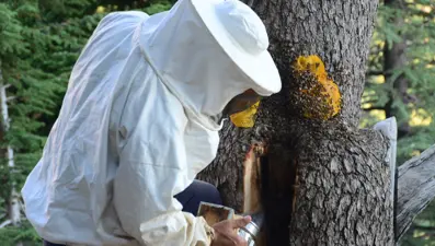 Firari arıların yuvalarını buluyor, balın kilosunu 500 liradan satıyorlar