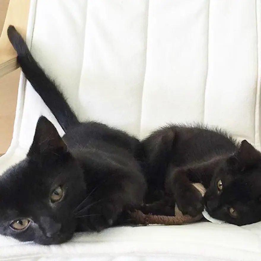 Hayatını kedileri kurtarmaya adadı 327