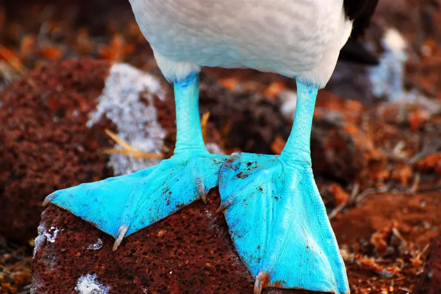 Darwin'in adasından kaçıyorlar 4