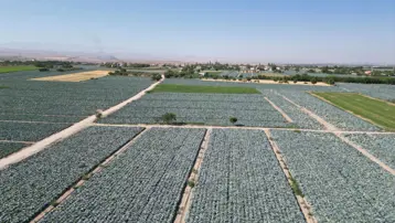 "Beyaz lahananın anavatanı ve borsası" olarak biliniyor: Ata tohumuyla üretim