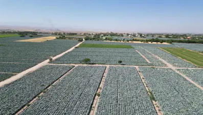"Beyaz lahananın anavatanı ve borsası" olarak biliniyor: Ata tohumuyla üretim
